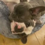 Mum#puppy in Derby