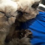 Persian exotic kitten in London