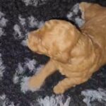 ChampionRed Miniature Poodle Puppies in Cheshire West and Chester