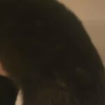 12 Week Old female Rottweiler in Birmingham