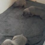 Cane Corso Puppies 4 Girls Left!! in Newcastle upon Tyne