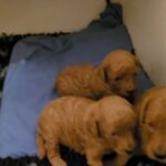 Champion Red Miniature Poodle Puppies in Cheshire West and Chester