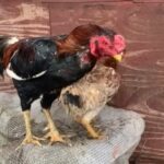 Shamo Pair For Sale in Peterborough