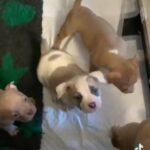 Male Pocket Bullys in Wolverhampton