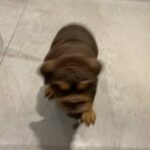 Chocolate And Tan Bulldog Female in Southampton