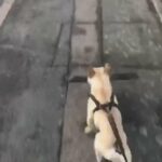 French Bulldog in Wolverhampton