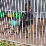Yard Dog in Crawley
