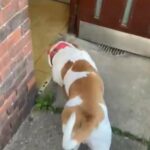 Male Alapaha Blue Blood Bulldog (Merle Carrier) in London