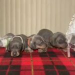 Blue/blue Dapple Dachshund Puppies in London