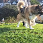 German Shepard in Cornwall