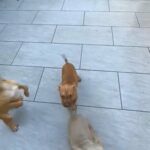 American Bullies in Birmingham