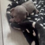 beautiful Canadian Sphynx kittens in Peterborough