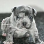 Extreme Pocket bully puppies in Hartlepool