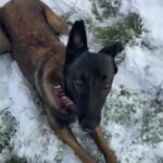 Kc Reg Belgian Malinois Female in London