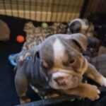 English bulldogs in Mansfield