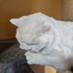 Diana beautiful BSH white ex queen in Huntingdonshire