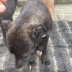 Presa Canario Female’s 7 Months Old Guard Dogs in Liverpool