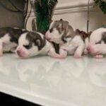 gorgeous husky puppies in London