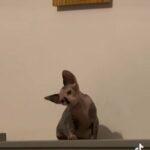 Sphynx Baby Girl Available in Derby