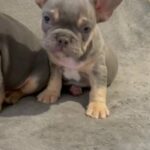 Quality French Bulldog Puppies in London