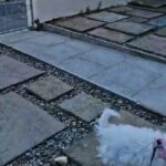 Bichon Frise Puppy for 5* Home Only in Blackpool