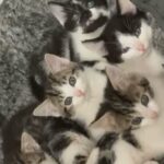 Mixed Bengal Breed Kittens in Bradford