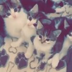 Mixed Breed Bengal Kittens in Bradford