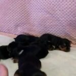 Miniature Yorkshire Terrier Pups in Manchester