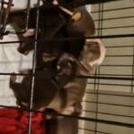English bulldogs in Mansfield