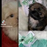 2 little boys left in West Lancashire