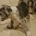 american bully female in London
