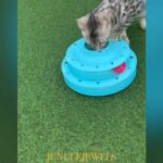JINGLE BELLS JUNGLE BENGALS READY in Birmingham