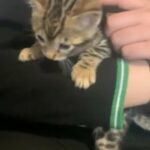 ?THE CUTEST BABY BENGAL BOY Ready Now ? in Birmingham