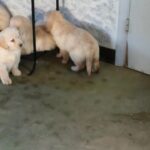Golden Retriever puppies for lovely homes in Croydon