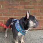 Vinnie For Stud in South Tyneside