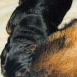 German Shepherd & German Bandogge Puppies in London