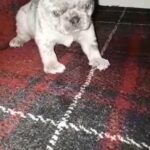 Pug puppies lilac merles in North East Lincolnshire