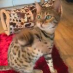 PRDIGREE SHOW QUALITY PERFECT TEMPERAMENT ONO in Birmingham