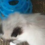 Ragdoll Kitten's For Sale in Bradford