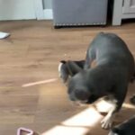 4 PANEL DNA HEALTH CLEAR QUALITY FRENCH BULLDOG PUPPIES in North Tyneside