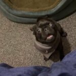 Puppie Pug in Wyre