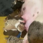 Bullkita Pups in Birmingham