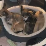 Female Chihuahua Puppy in Birmingham