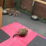 Full pedigree TICA Brown Rosetted Bengal Kittens in Woking