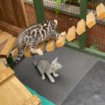 Full pedigree TICA Silver Rosetted Bengal Kittens in Woking