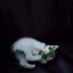 Kitten Milly in Newcastle upon Tyne