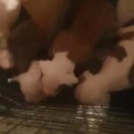 american bulldog puppys in Rotherham