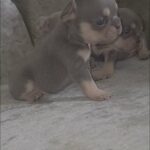 maskless blue and tan frenchbulldog pupps in Sheffield