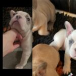 Lilac & Fawn Pied Carrying Testable Chocolate & Possibly Fluffy in Darlington