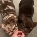 1 Female English Bulldogs Nemisis Grandpup ⚡️ in Manchester